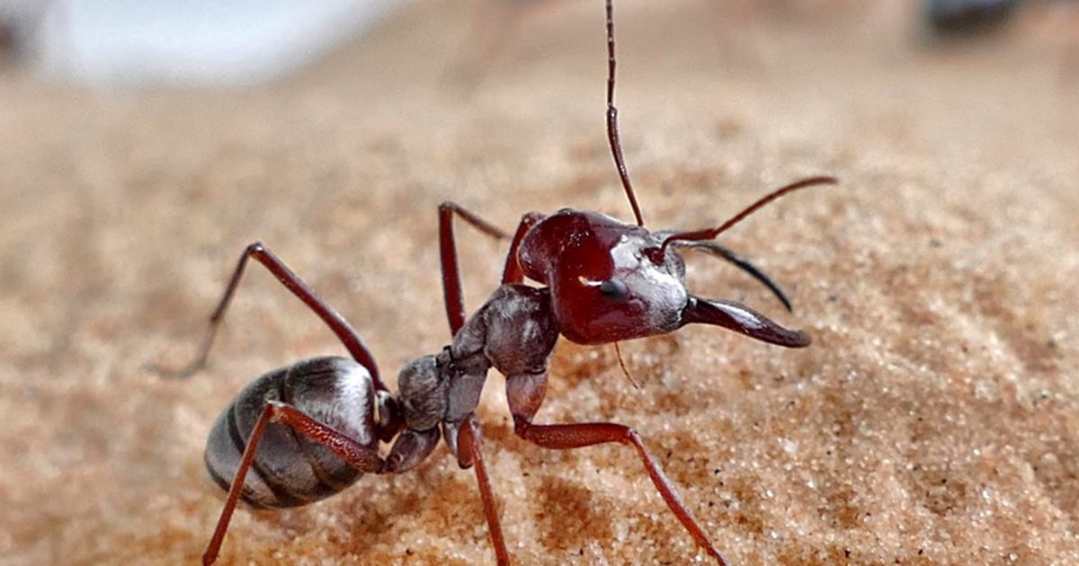 You are currently viewing Life Lessons From Tiny Ants