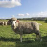 Campaign for Wool Celebrates Continued Patronage from King Charles